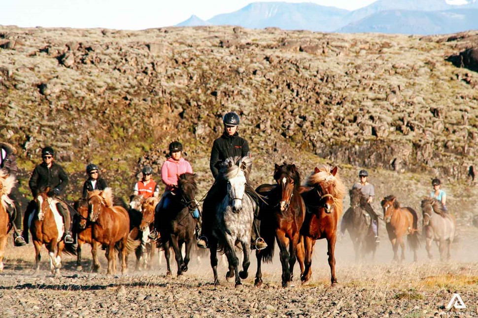 A big herd of horses running through a field