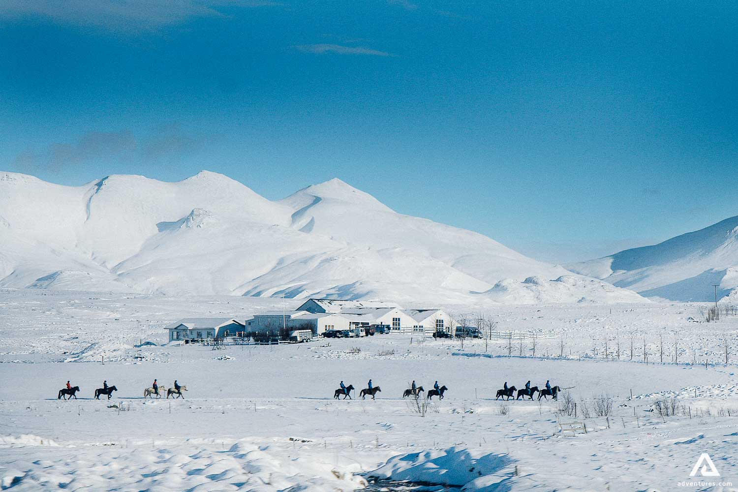 Icelandic Horses Riding in Winter mountain view