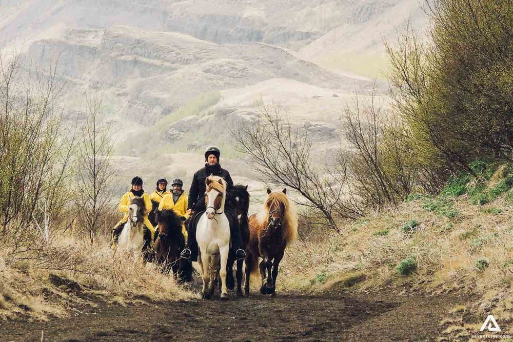 Icelandic Horses in Wilderness 