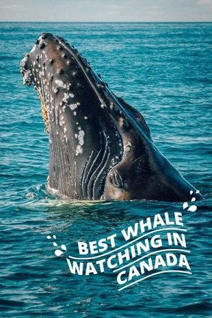 Whale Watching In Canada Pinterest