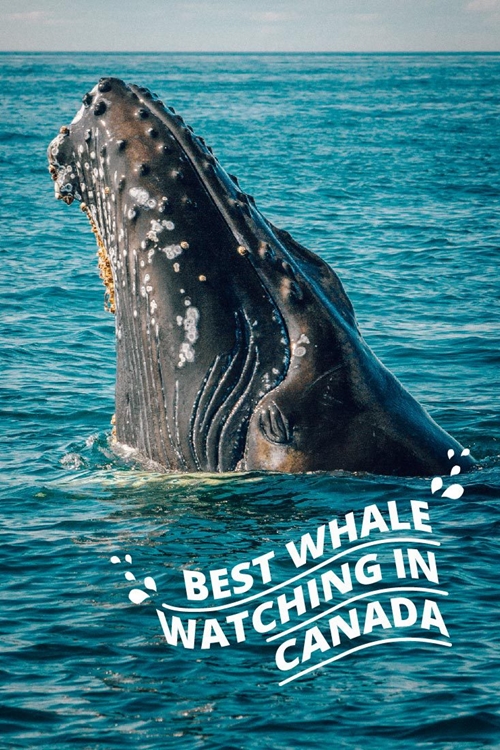 Best Whale Watching In Canada