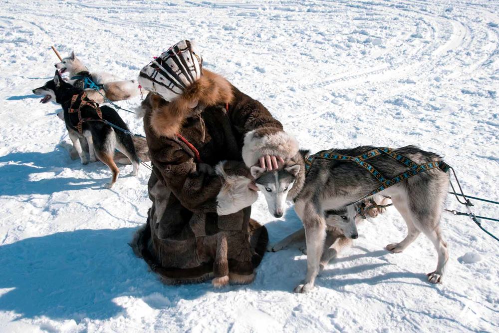 inuit person with snow dogs