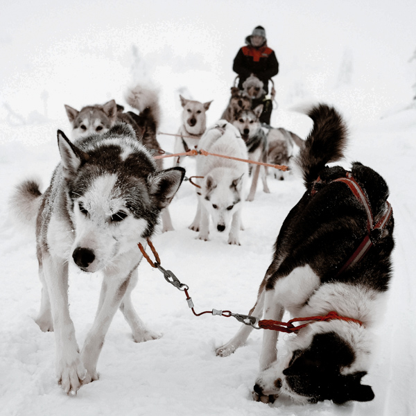 Christmas and New Year Tours