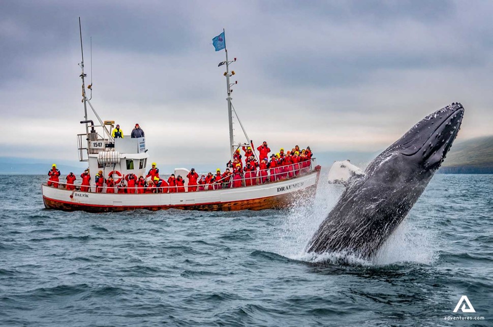 whale near a boat with people on a tour in Dalvik