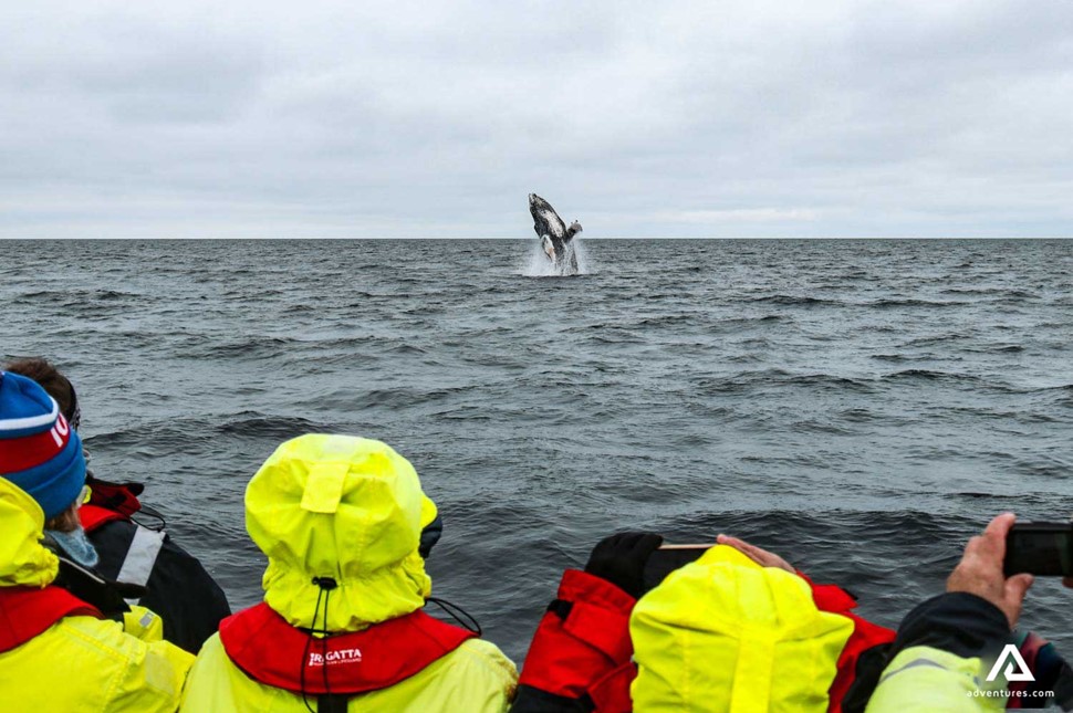 People watching a jumping whale on a tour