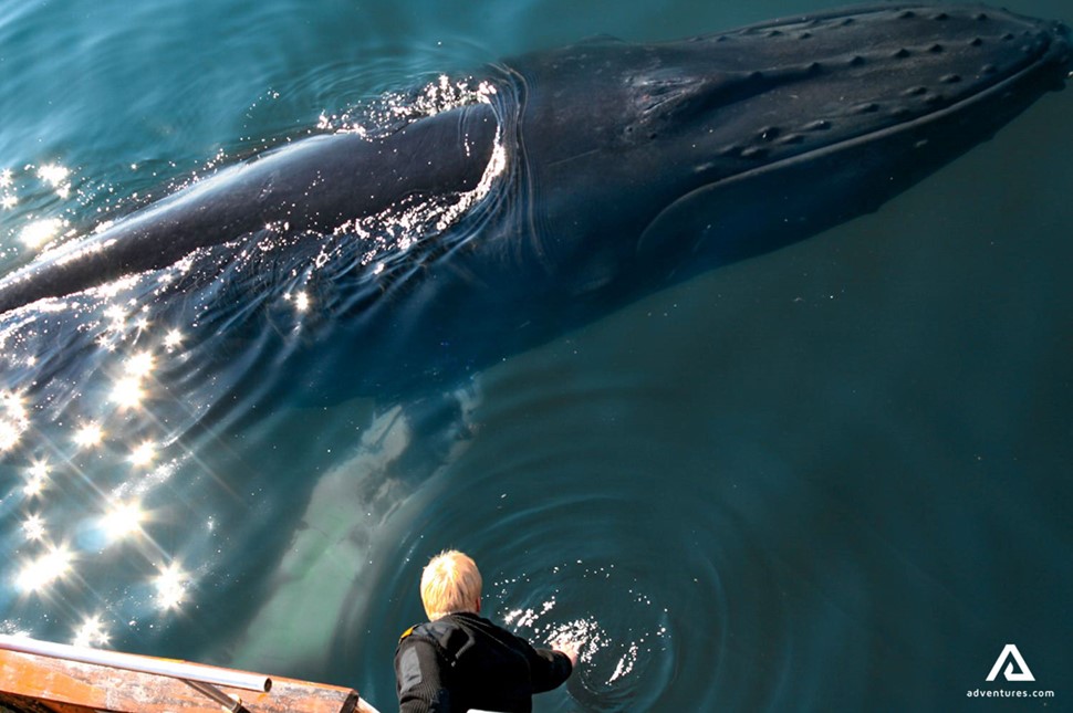 a whale very close to a boat in dalvik