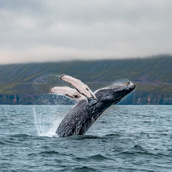 Walbeobachtungstouren in Island