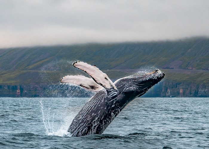 Walbeobachtungstouren in Island