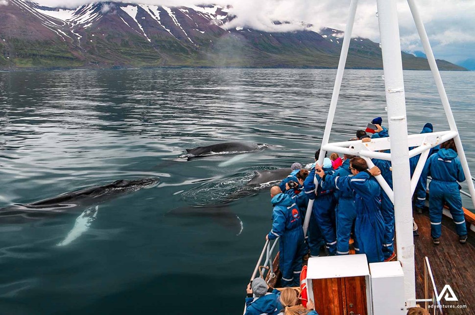 Three whales swimming near a boat