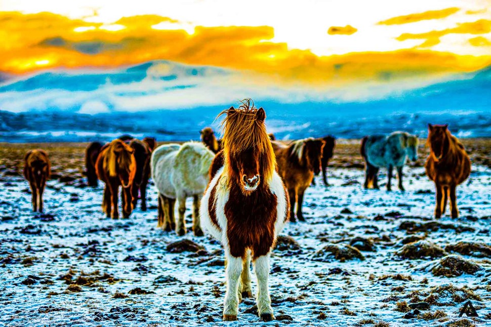 very saturated pictures of horses in winter