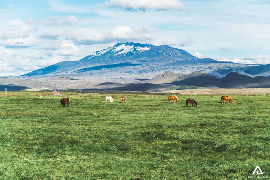 horses in a green field in Iceland
