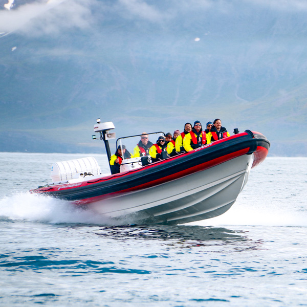 Whale Watching Rib Boat Tour