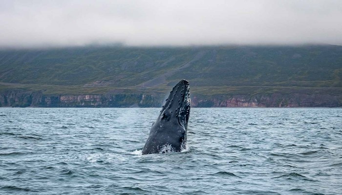 Whale jumping from water near Dalvik