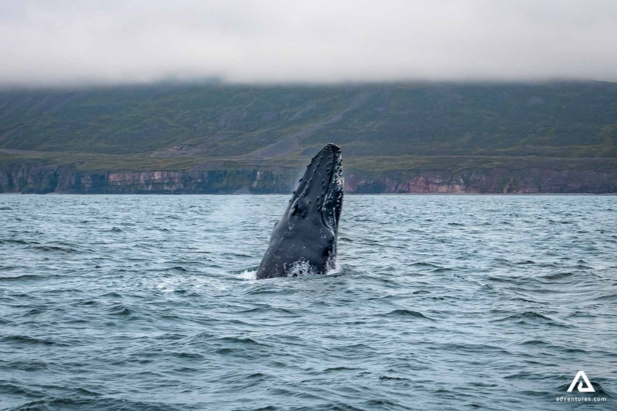 Whale jumping from water in Dalvik