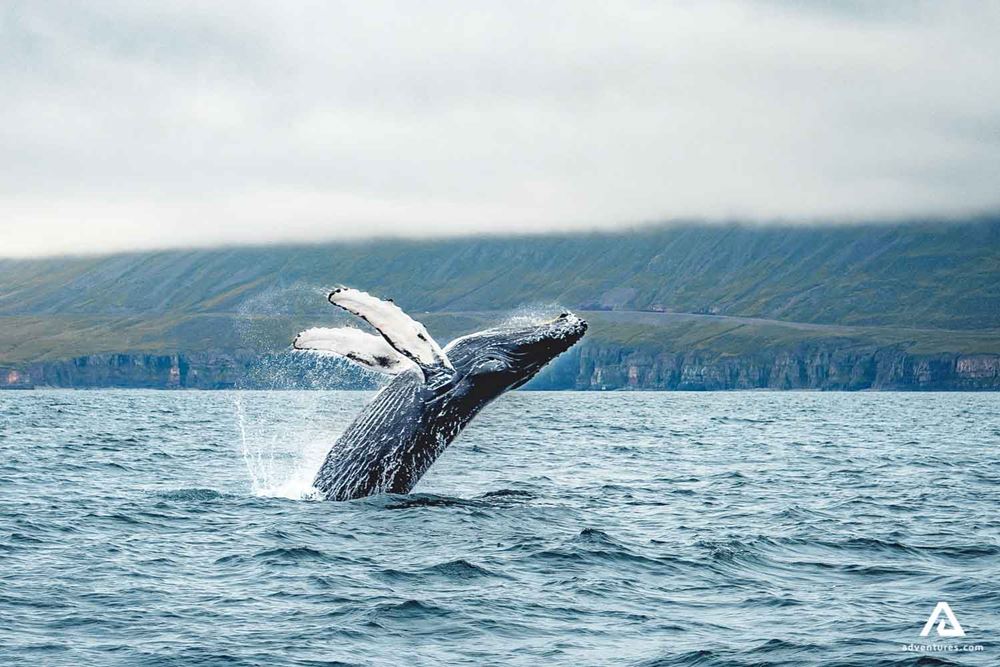 whale jumping from water