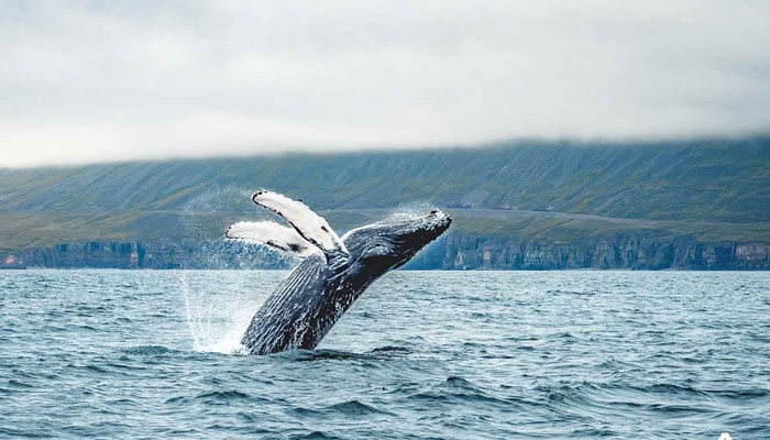 whale jumping from water near Dalvik