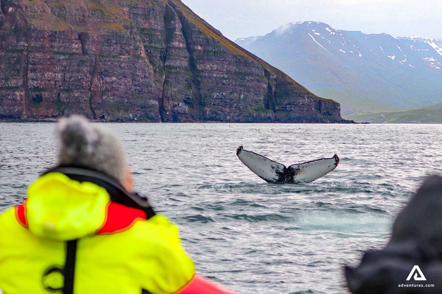 Tourist taking picture of a whale