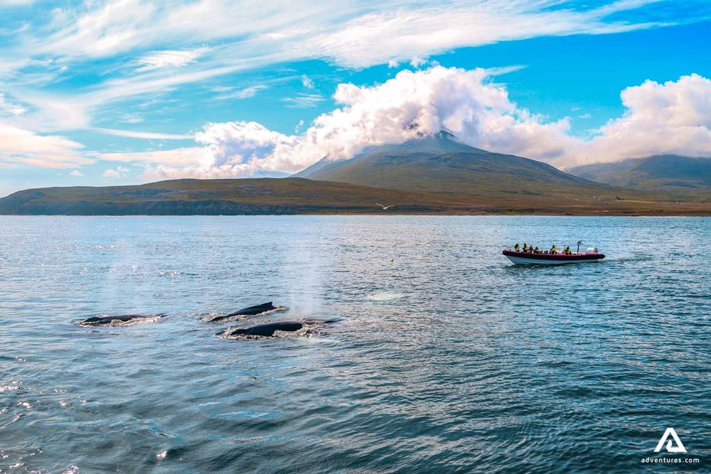 three whales swimming near Dalvik