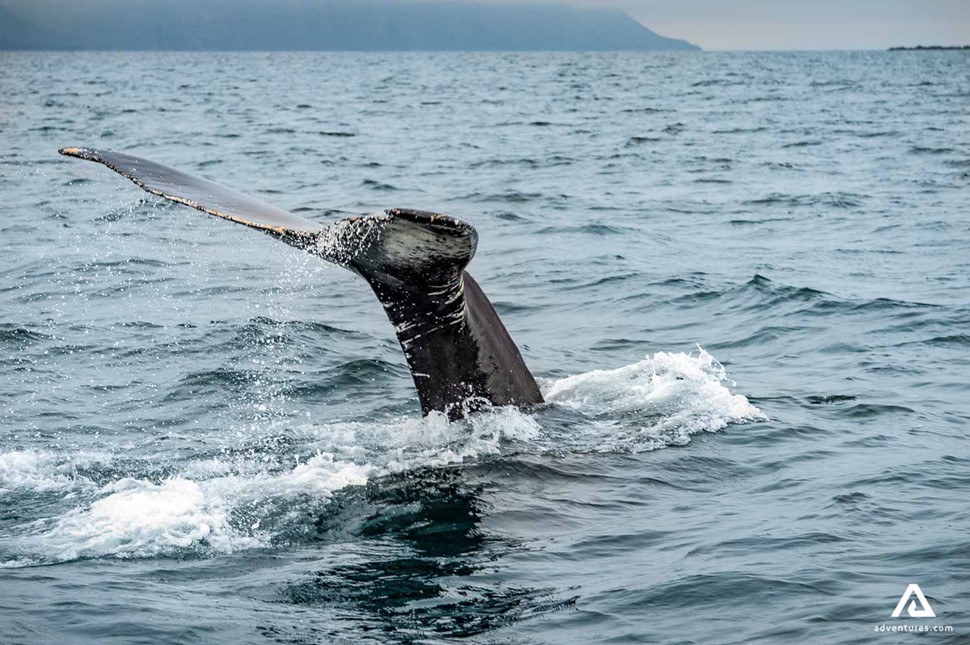 Whale showing its tail in water in Iceland