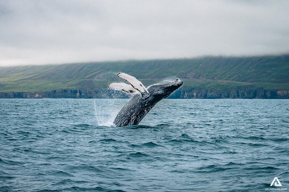 A lone whale jumping out of the ocean water near Dalvik