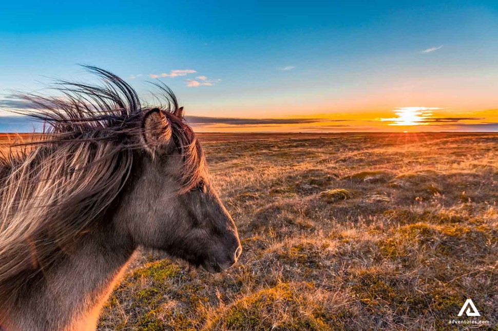 icelandic horse looking at a sunset in a field