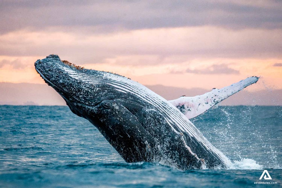 humpback whale breaching at sunset in iceland
