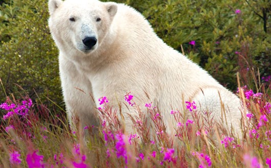 Churchill, Manitoba: The Polar Bear Capital of the World Churchill, Manitoba: The Polar Bear Capital of the World