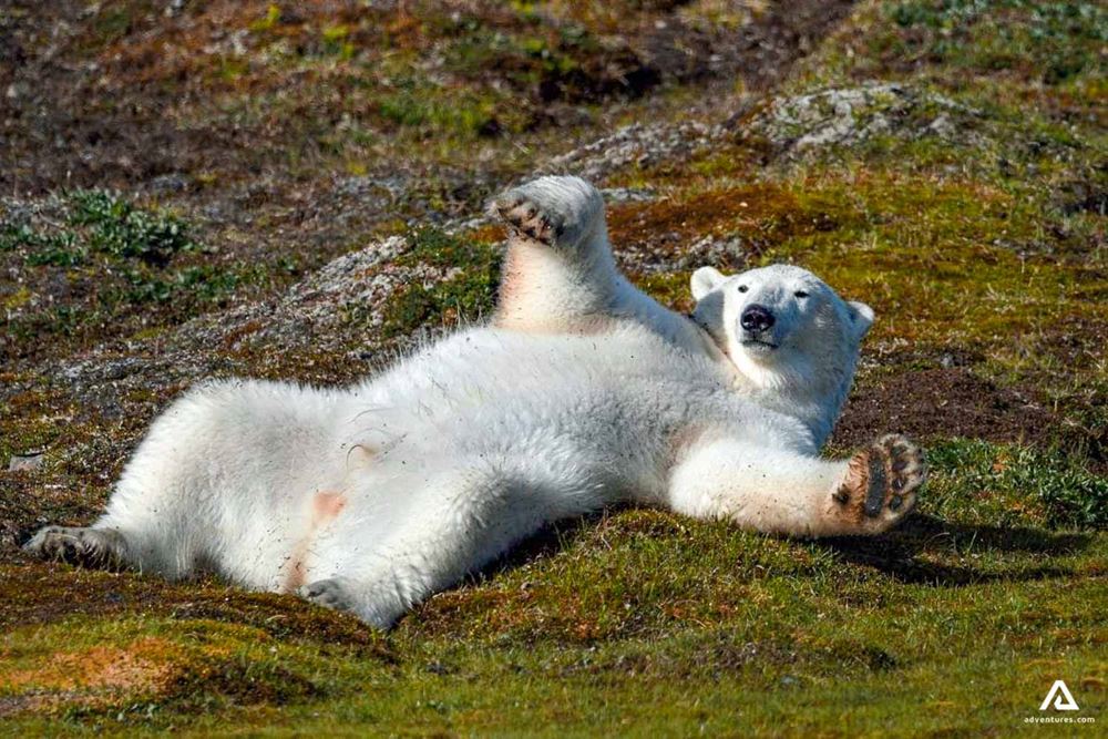 polar bear on moss