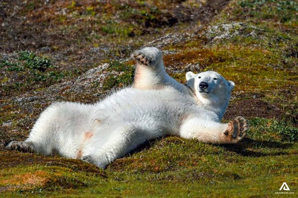 polar bear on moss in canada labrador area