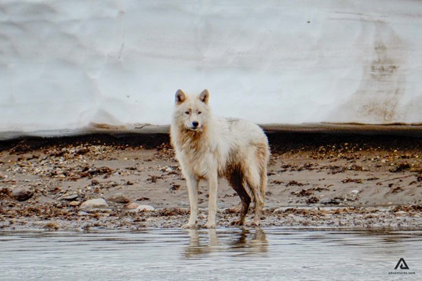 arctic wolf in canada
