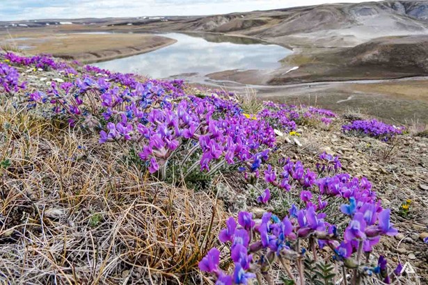 purple flowers near aulavik