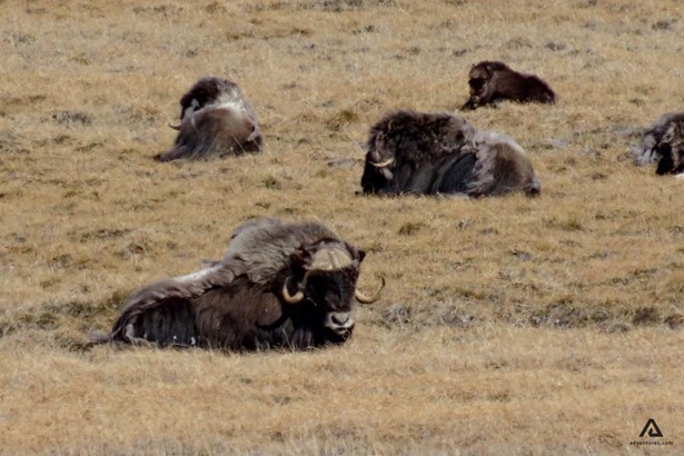 animals resting in a field in canada