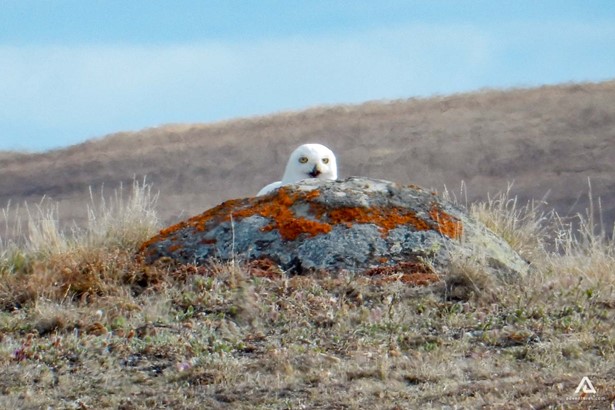 owl behind a rock in a field