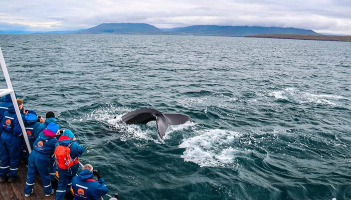Whale Watching Tour In Dalvik Iceland