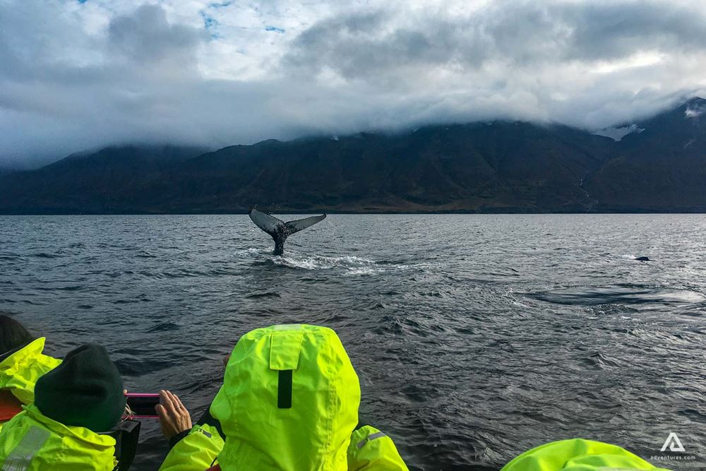 Whale Watching From Boat In Dalvik