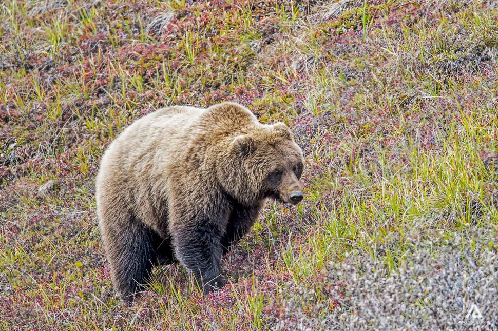 Grizzly Bear in Bella Coola Valley