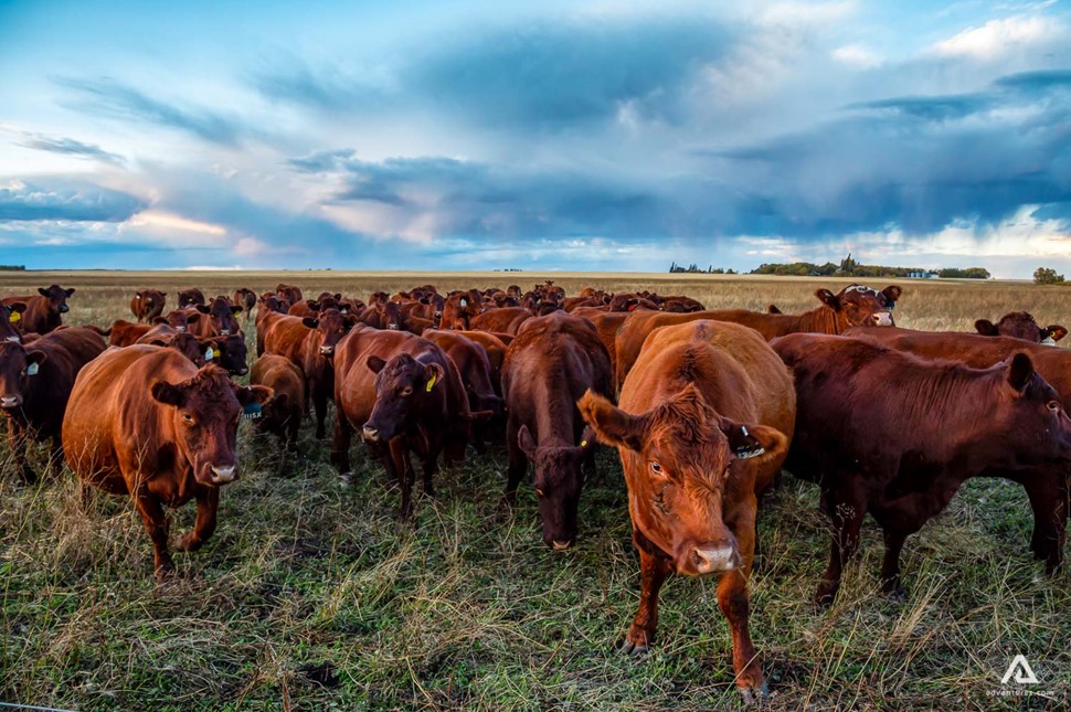 Cows in Manitoba