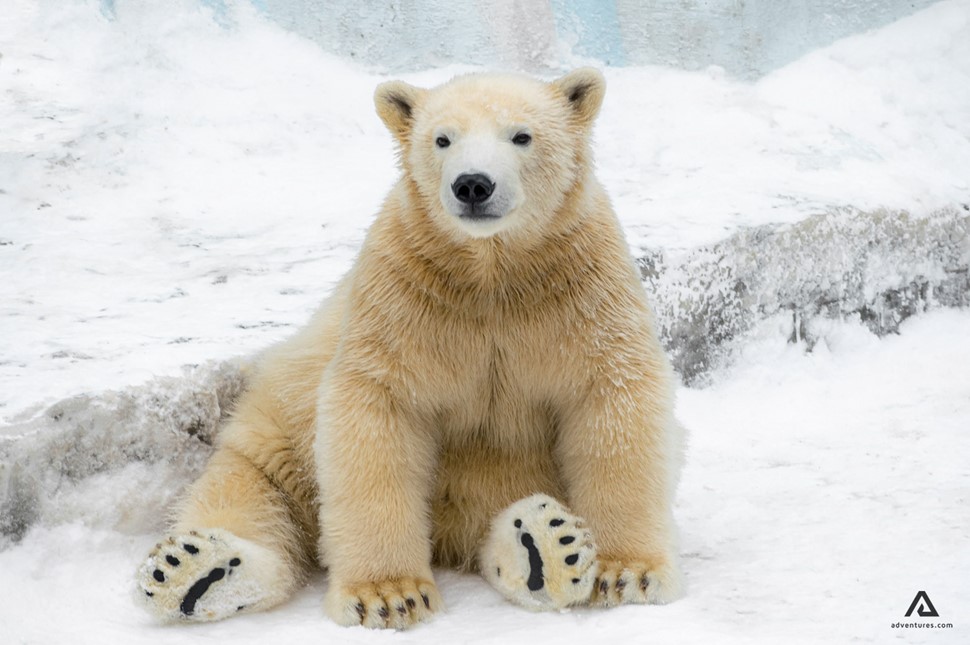 cute small Polar Bear sitting