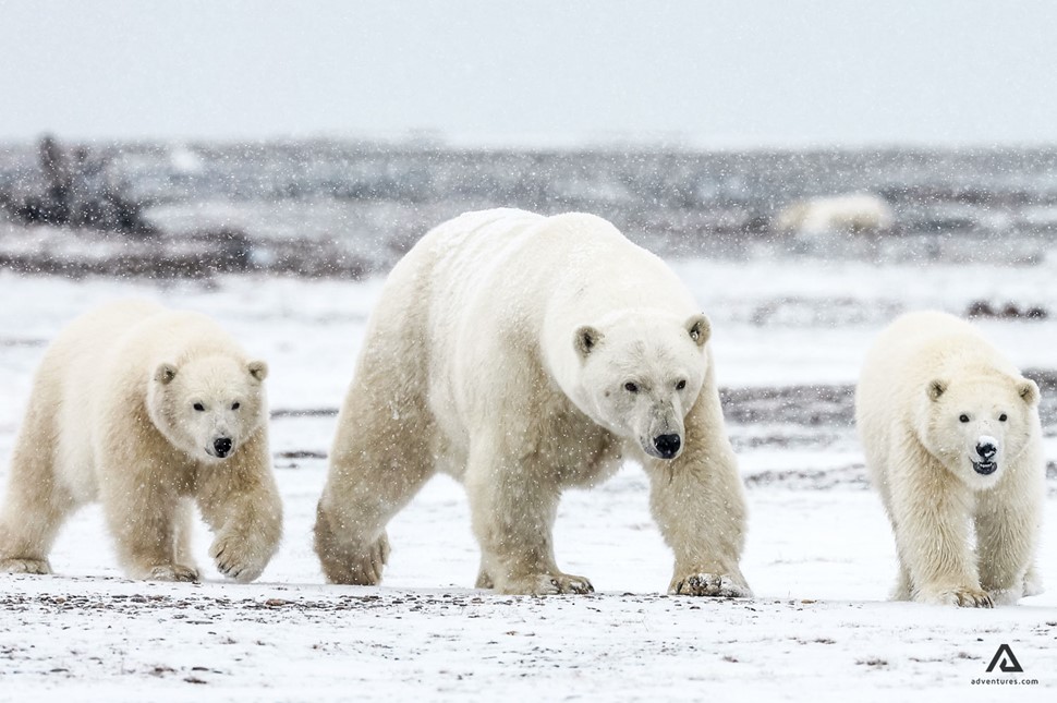 Polar Bears in winter walking towards photographer