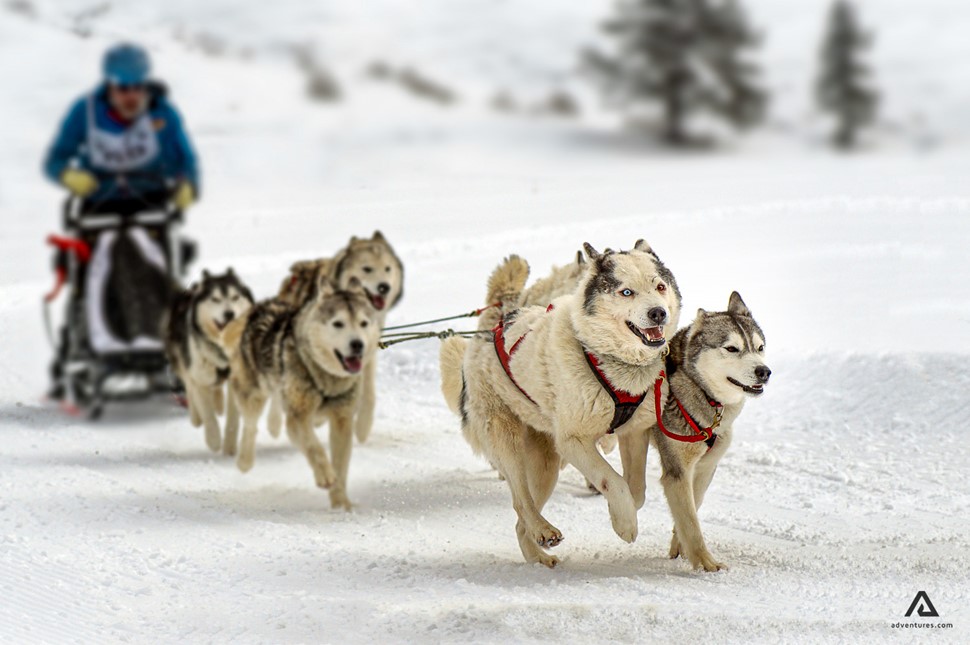 Husky dog sledding in Canada at winter