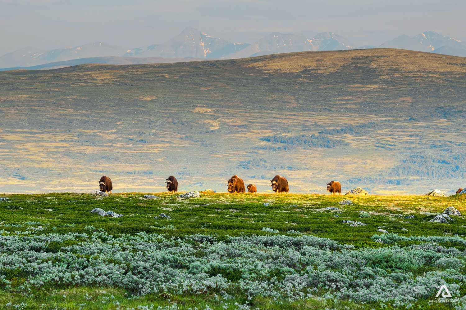 Muskoxen in Summer