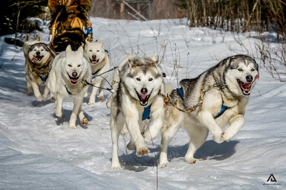 Husky Dog Sledding