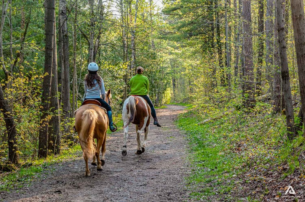 Riding horse in Ontario forest in summer