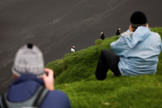 Puffins at Cape Ingolfshofdi - Bird Watching