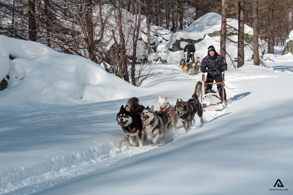 Dog Sledding in Yukon Territory at winter