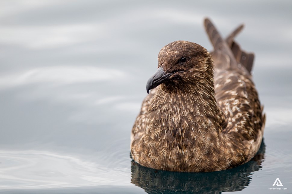 Great Skua Swimming Bird