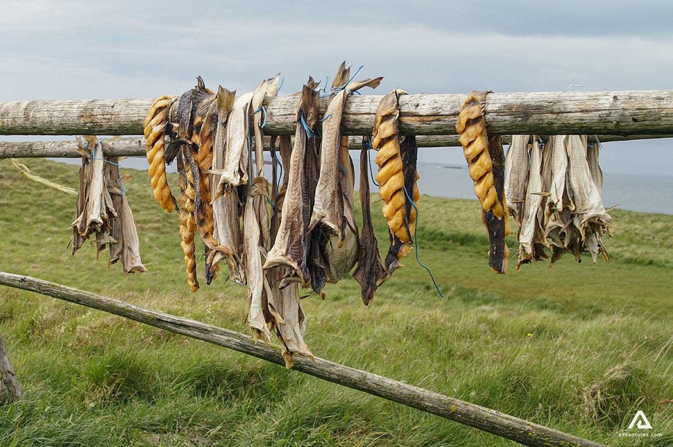 Dried fish hanging on fence