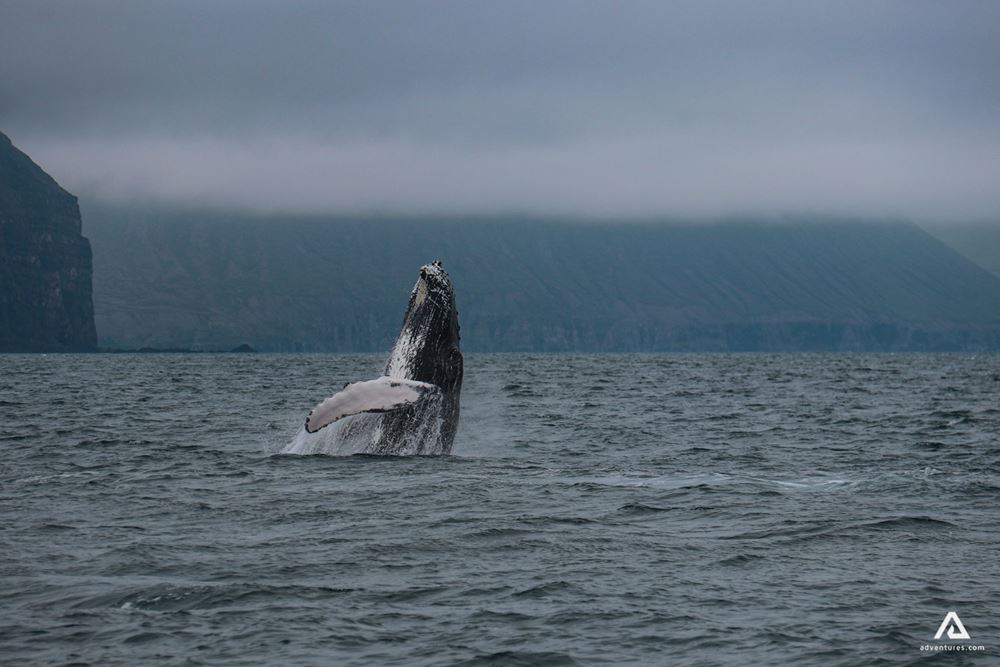 Humpback whale jumping outside