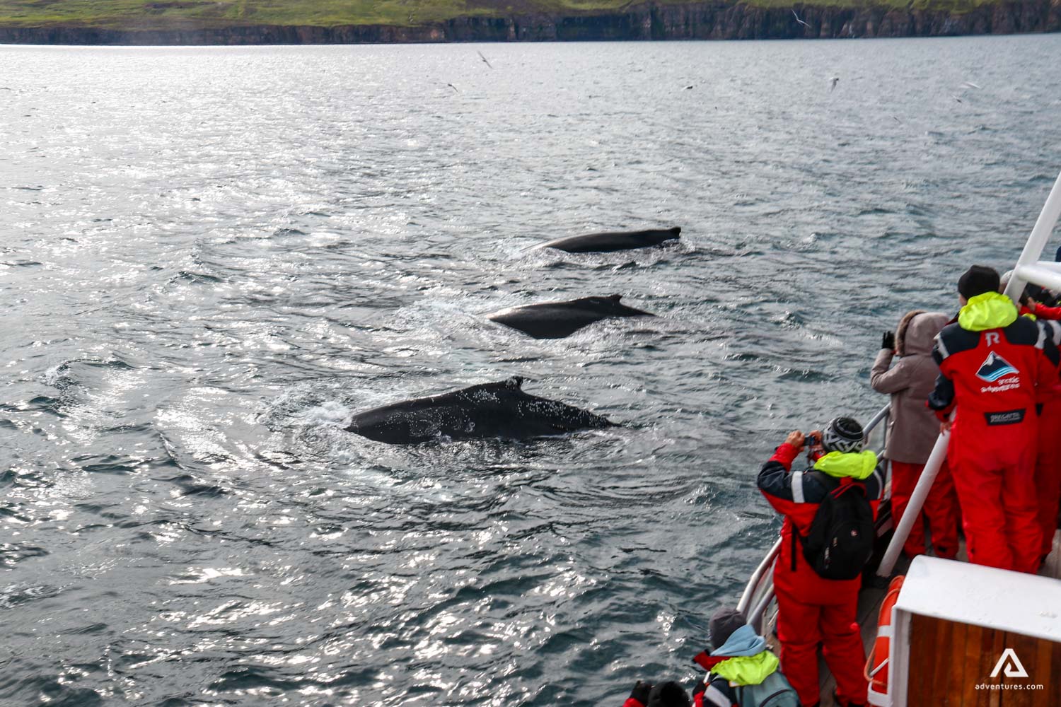 Whale Watching on a RIB boat