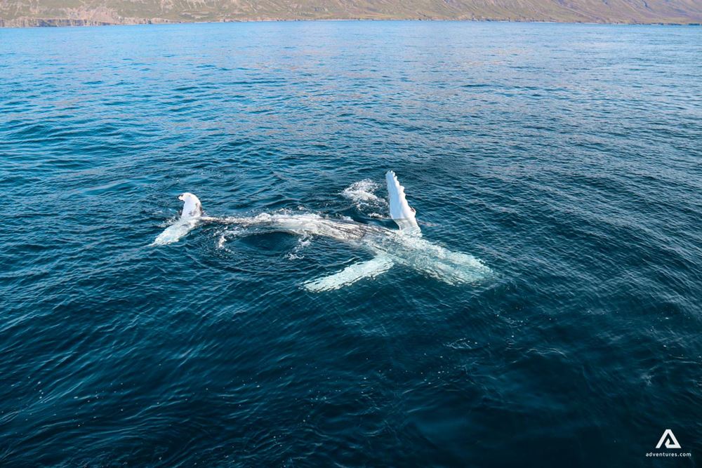 Whales of Iceland in the sea
